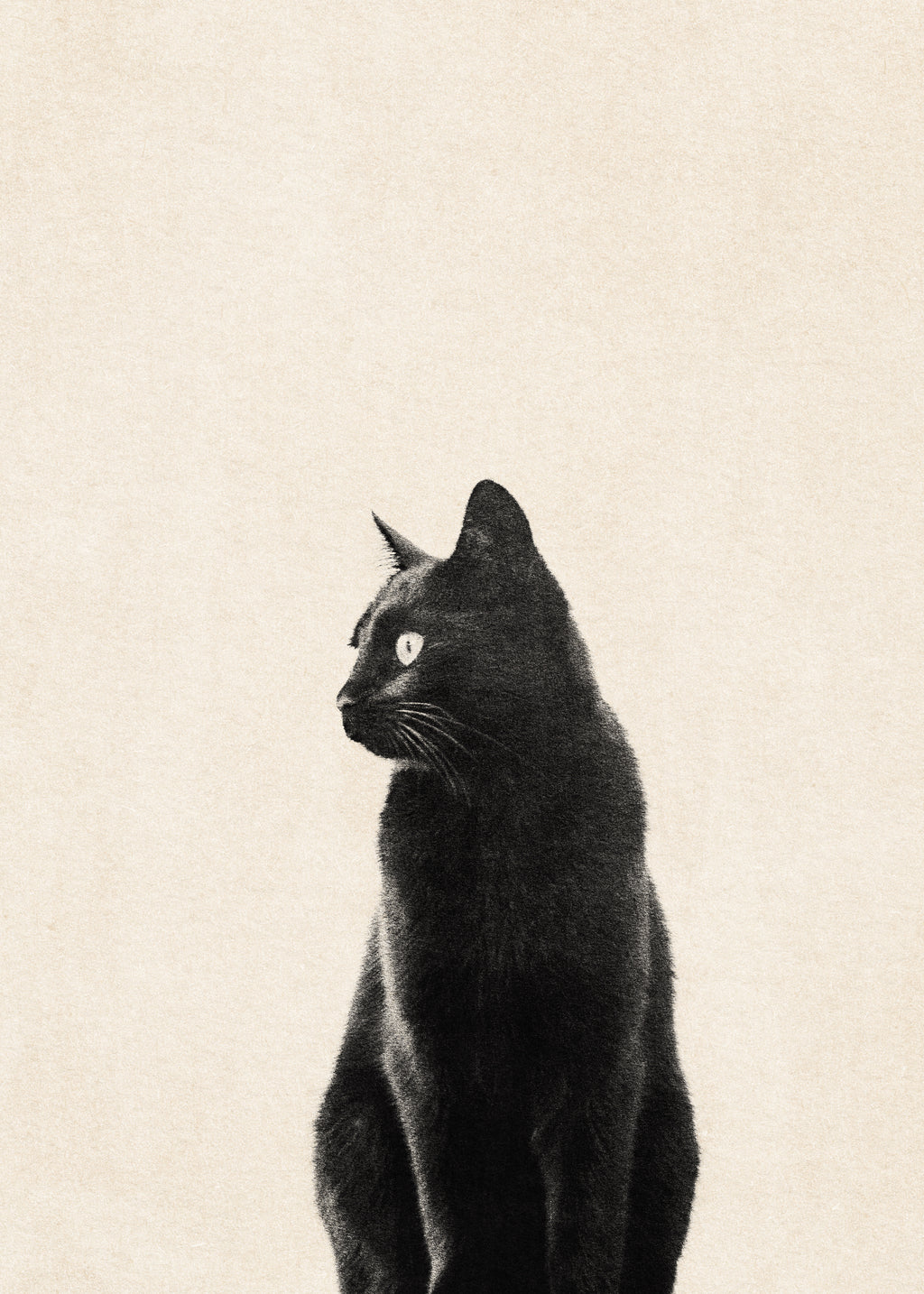 Black Cat - Unframed art print