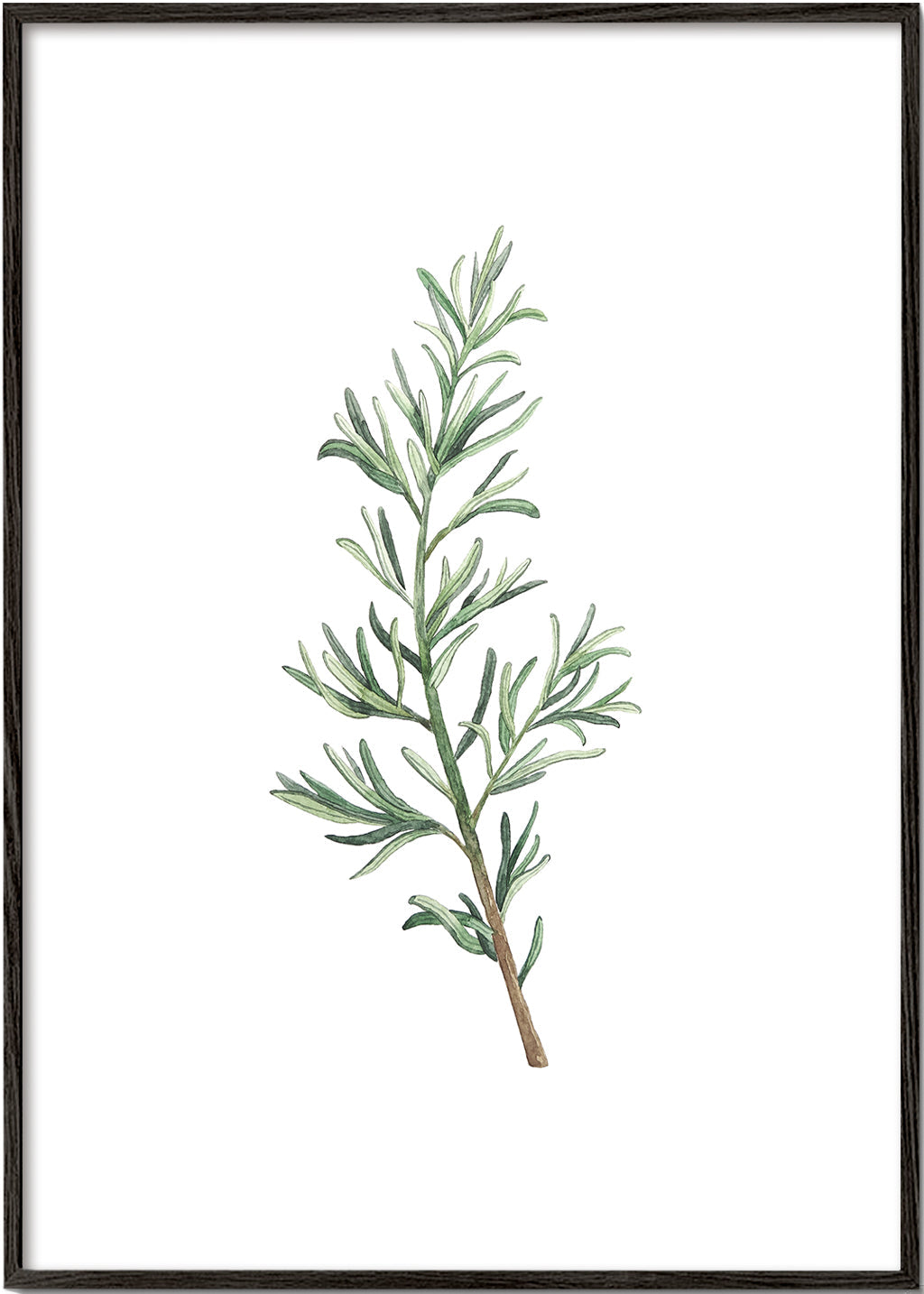 Botanische print: rozemarijn tak aquarel