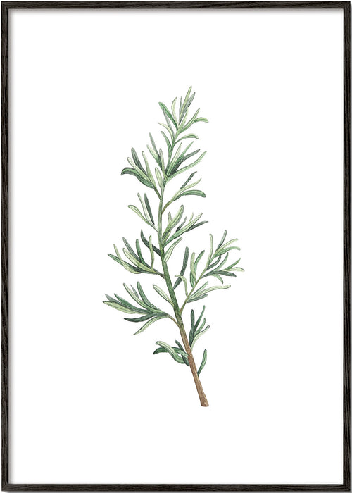 Botanische print: rozemarijn tak aquarel