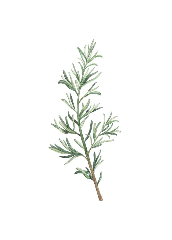 Botanische print: rozemarijn tak aquarel