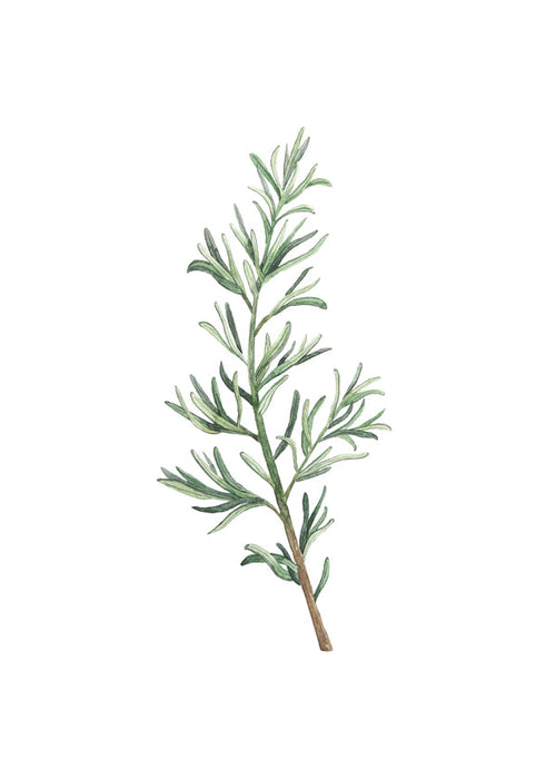 Botanische print: rozemarijn tak aquarel