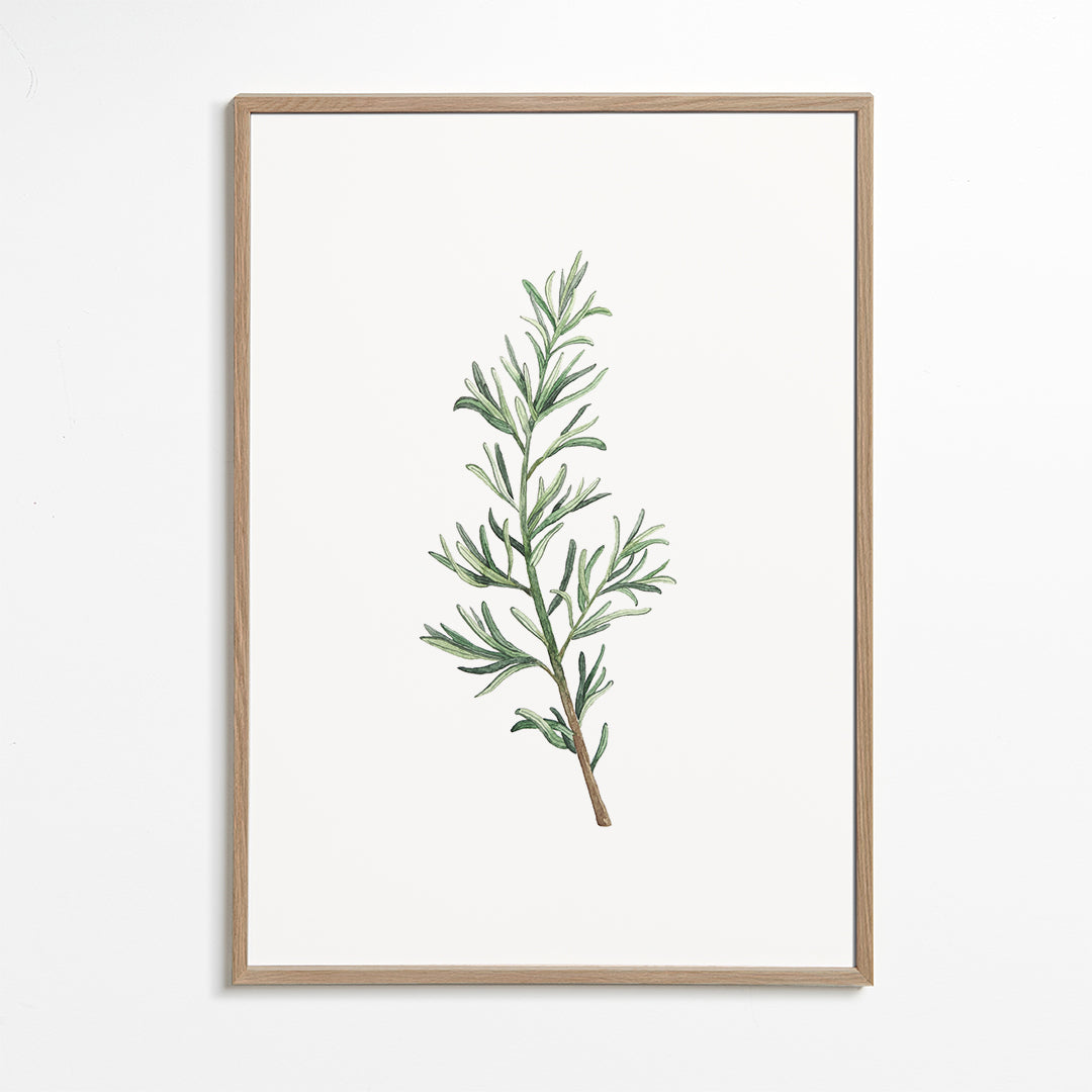 Botanische print: rozemarijn tak aquarel