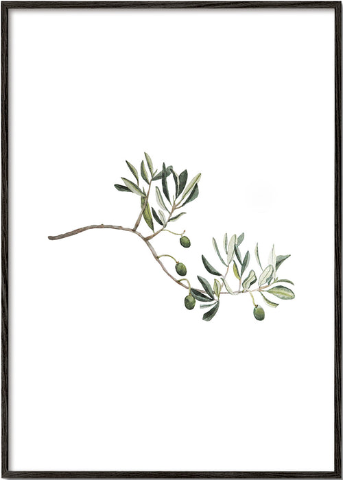 Botanische poster olijftak studie