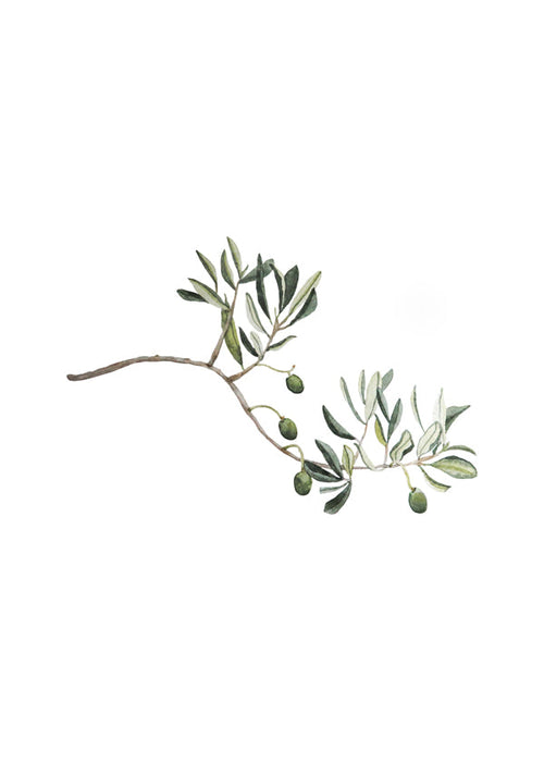 Botanische poster olijftak studie