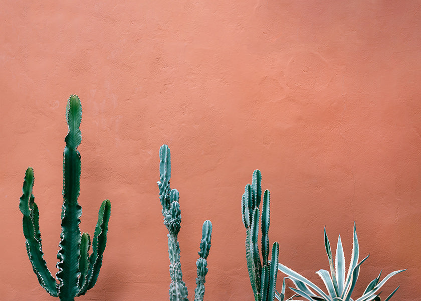 Botanische poster met cactussen op terracottawand