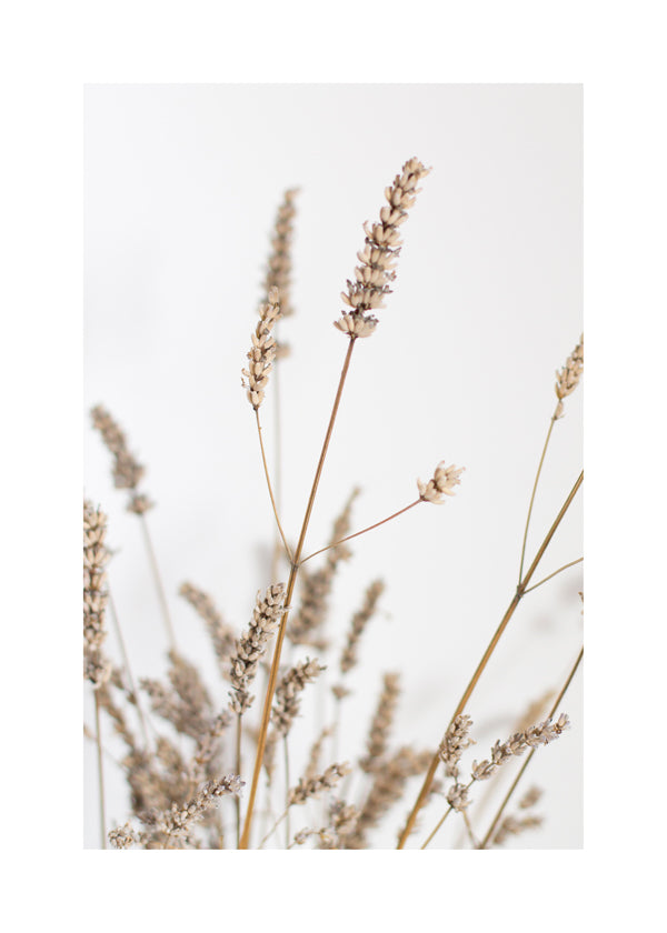 Botanische print: gedroogde aren verticaal