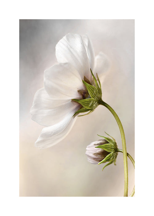Botanische print: witte bloesem aan gebogen steel