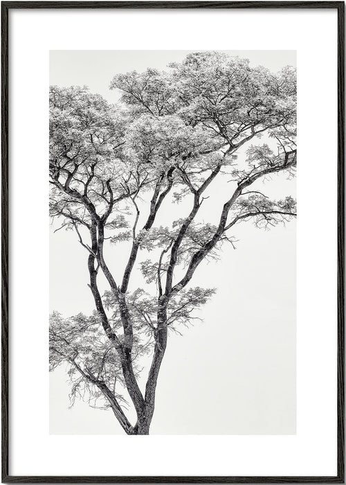 Botanische print: boom in zwart-wit