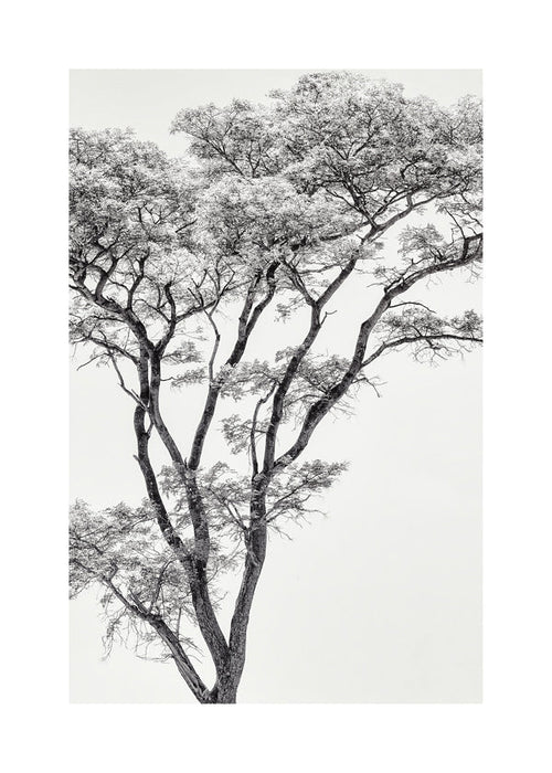 Botanische print: boom in zwart-wit