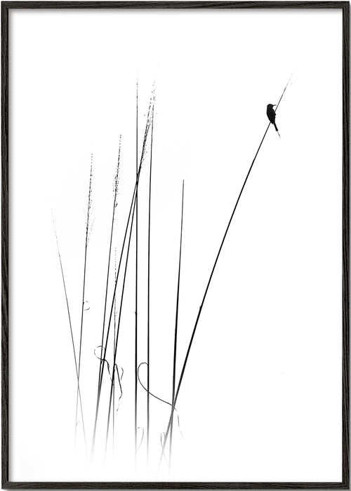 Fotografie: vogel op riet minimal