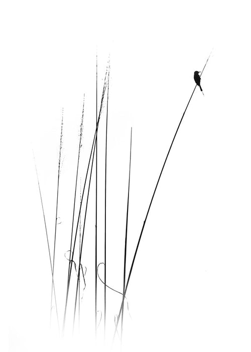 Fotografie: vogel op riet minimal