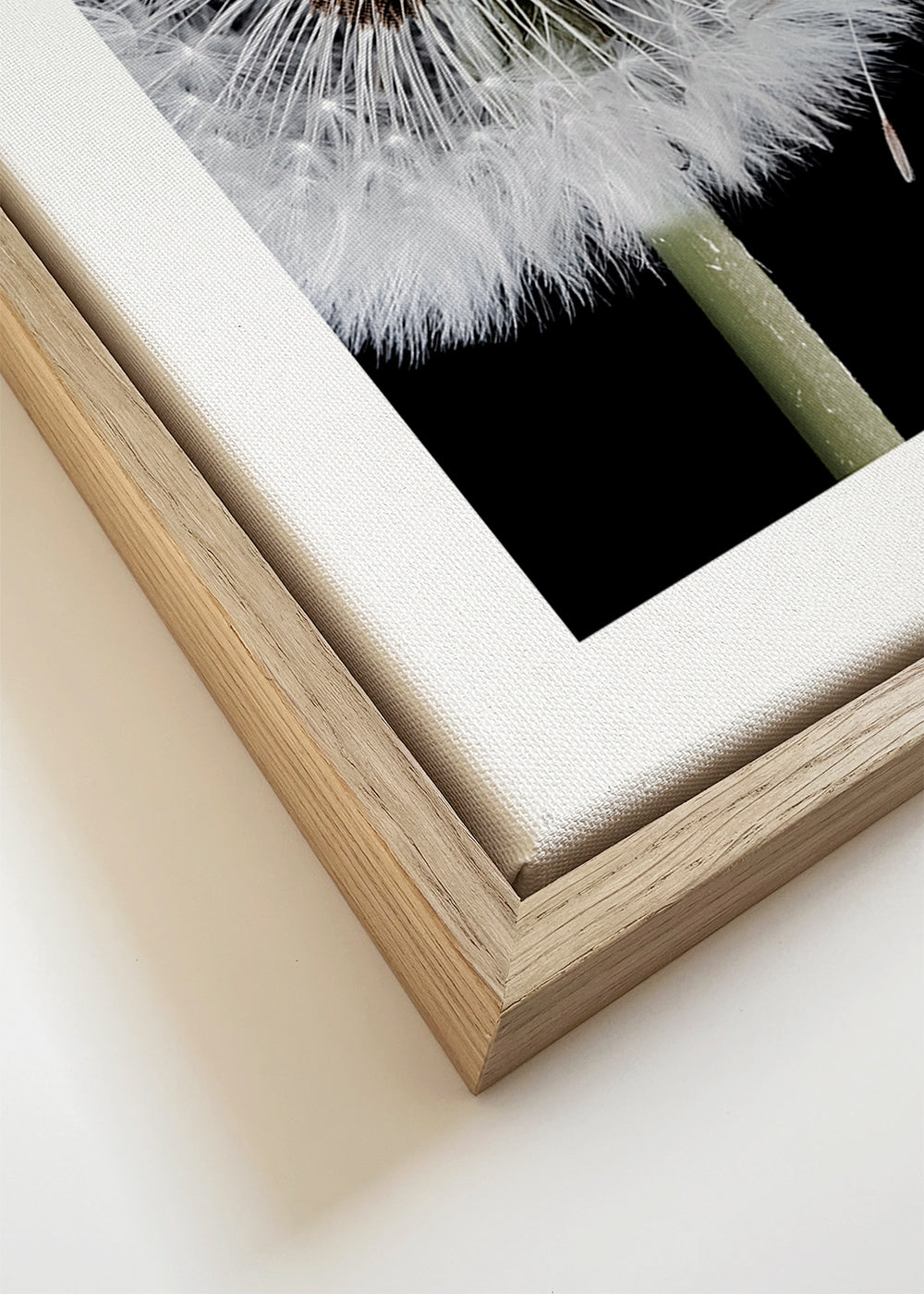 Botanische poster: paardenbloem macro
