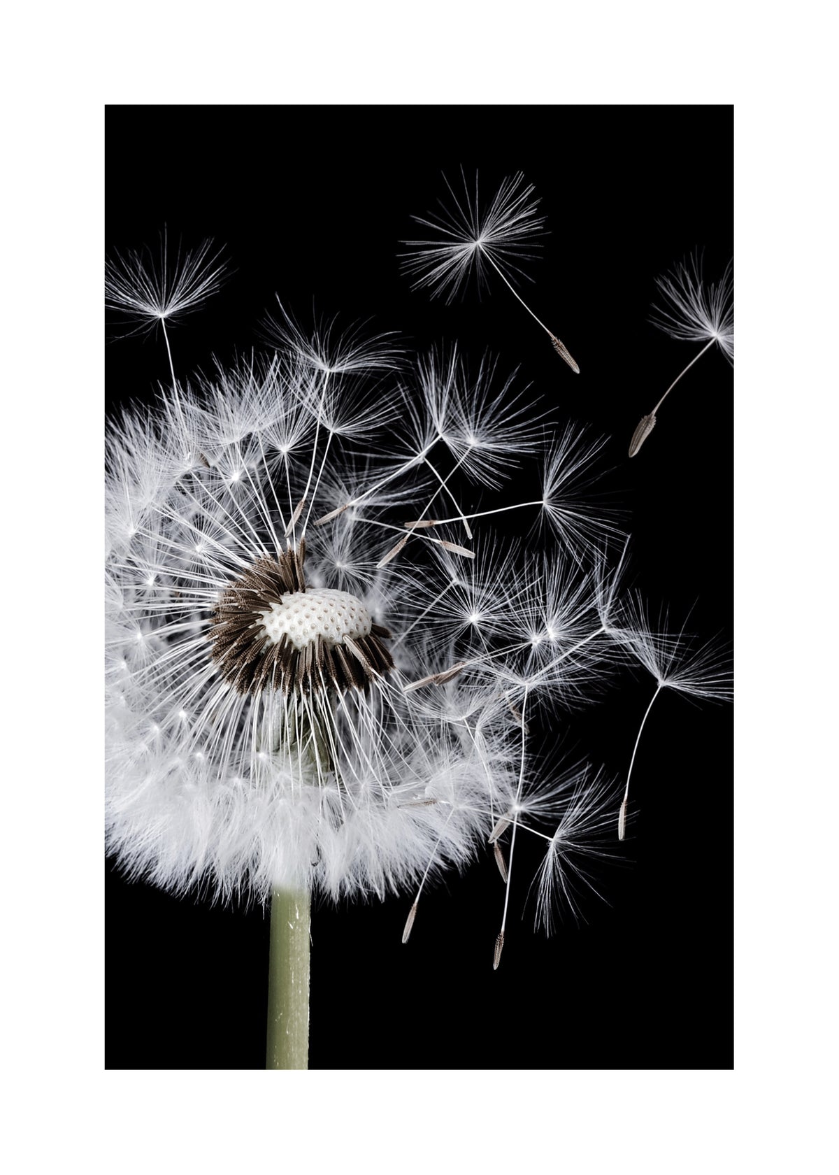 Dandelion Blowing - Unframed art print