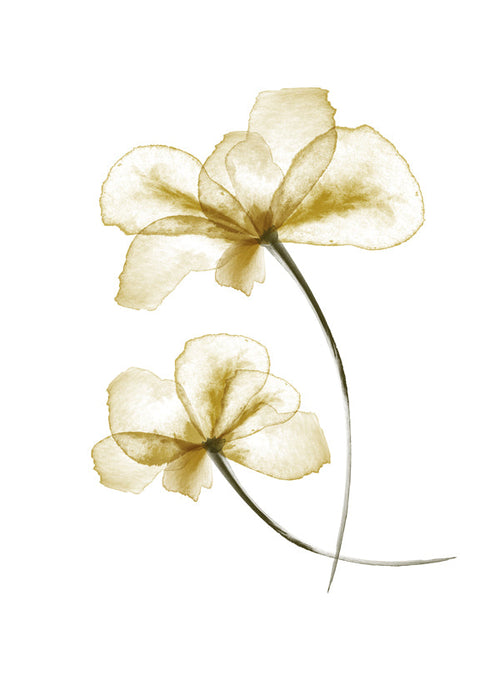 Botanische poster met geperste gouden bloemen