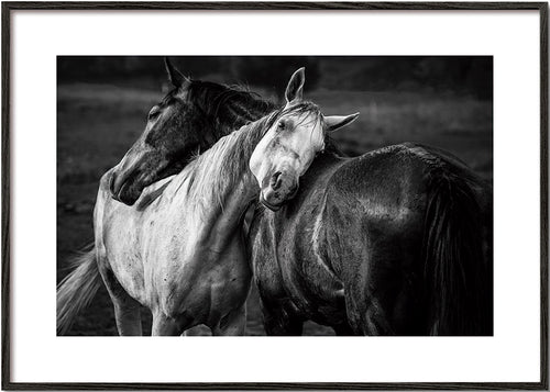 Paardenfoto met intieme houding