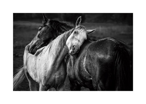Paardenfoto met intieme houding