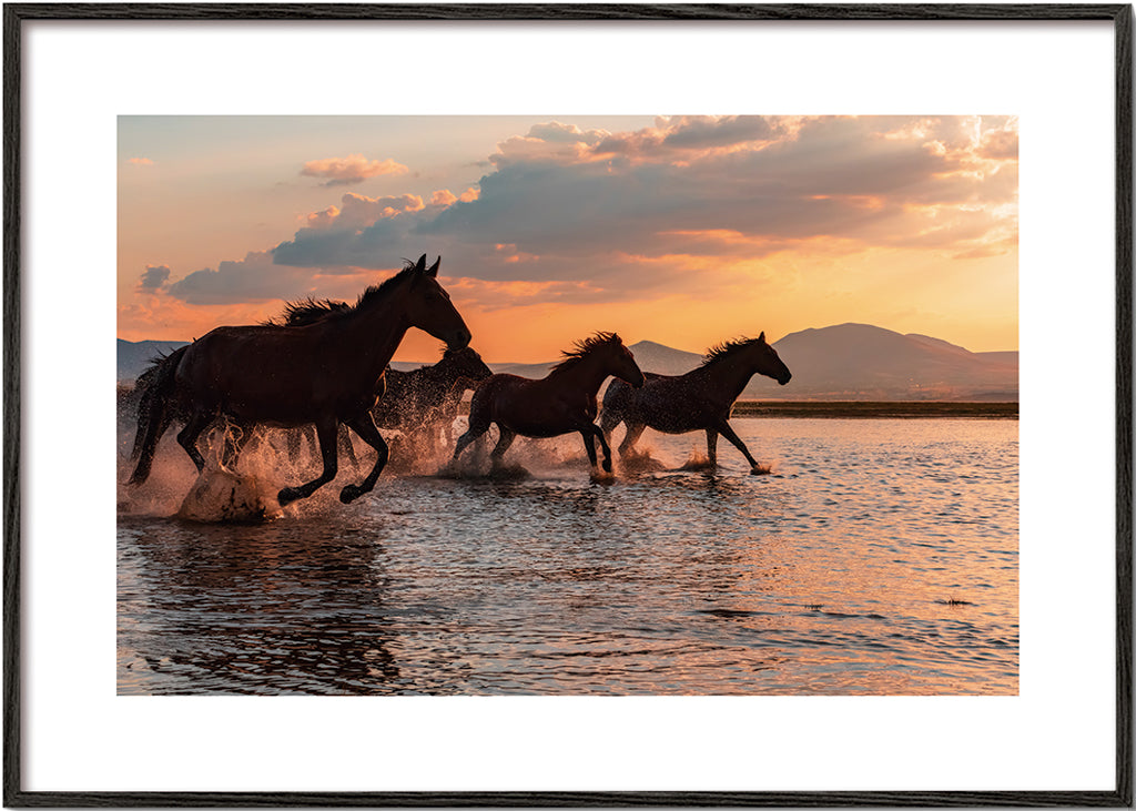 WATER HORSES