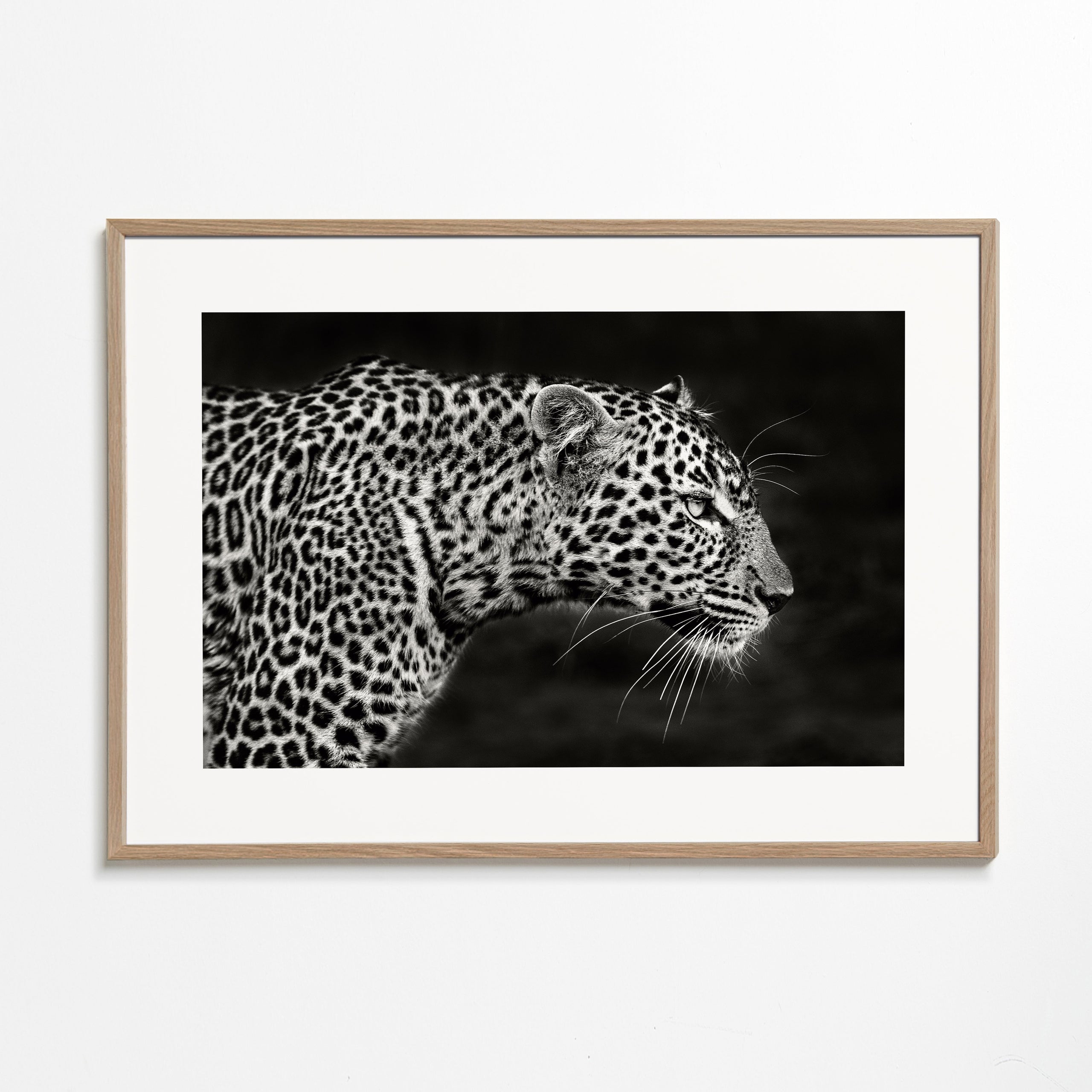Leopard Close Up
