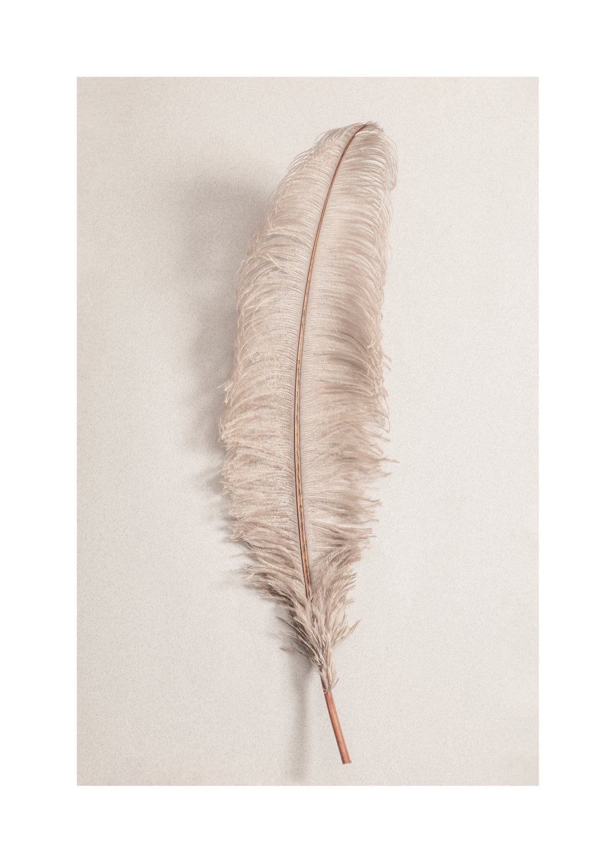 Feather II - Unframed art print