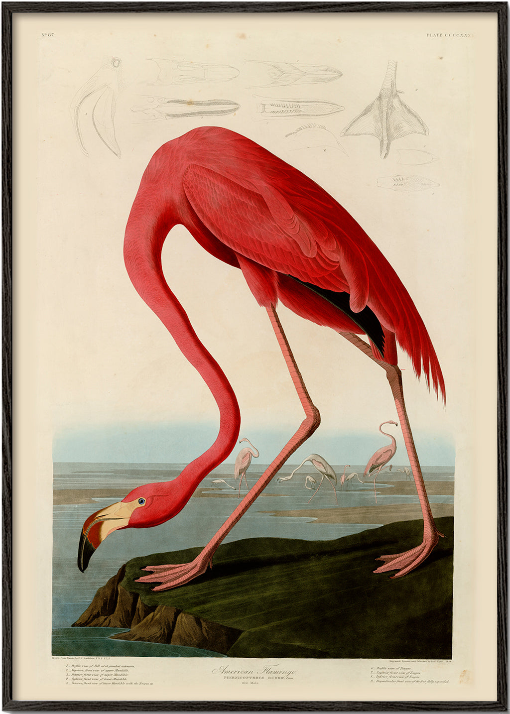 Kunstwerk flamingo Audubon stijl
