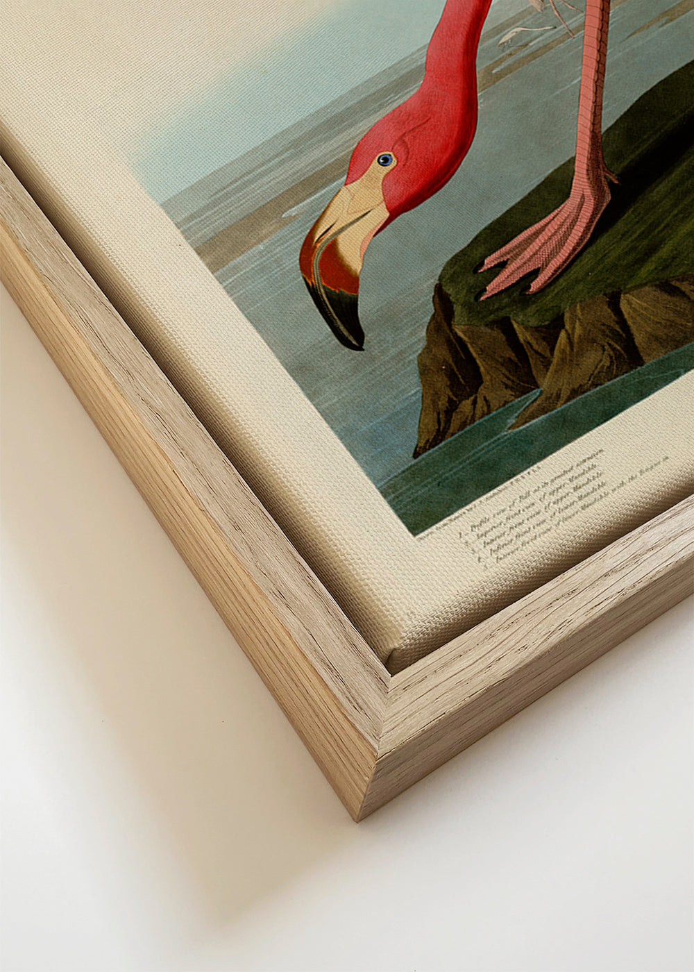Kunstwerk flamingo Audubon stijl