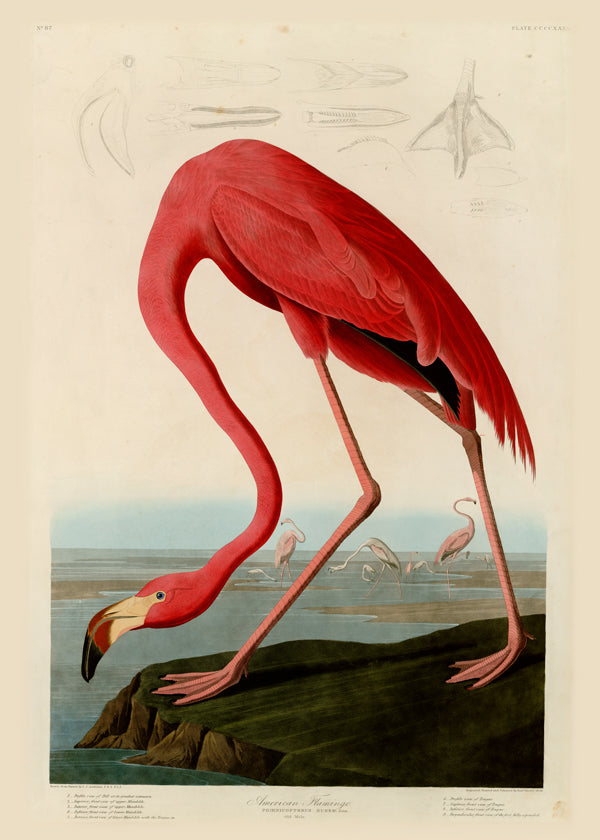 Kunstwerk flamingo Audubon stijl