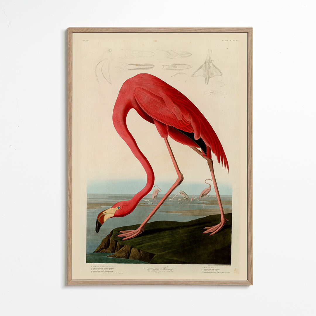 Kunstwerk flamingo Audubon stijl