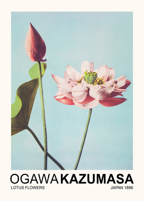 Botanische print: roze lotus op blauwe lucht