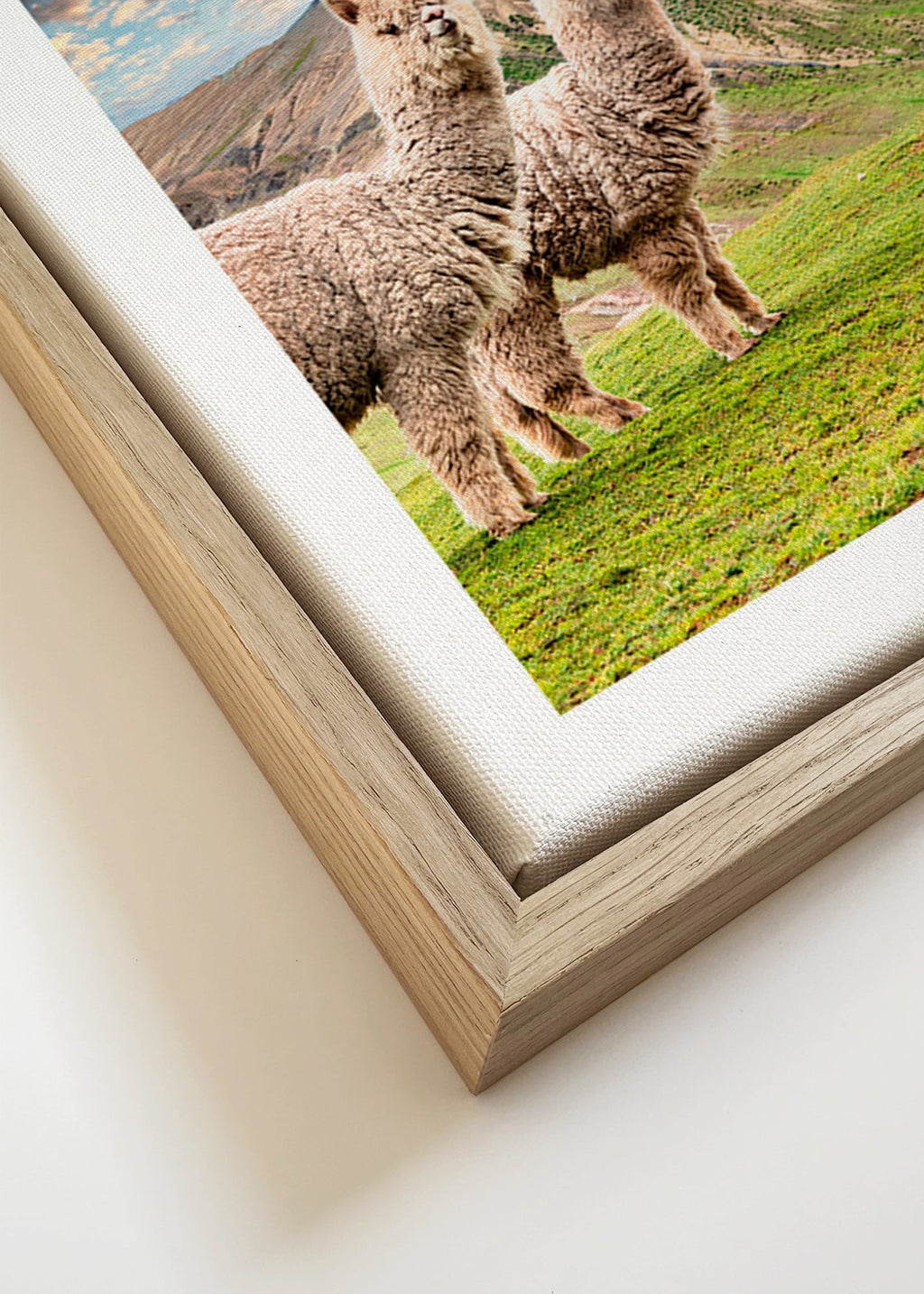 Artwork alpacas bij regenboogberg – Canvas detail