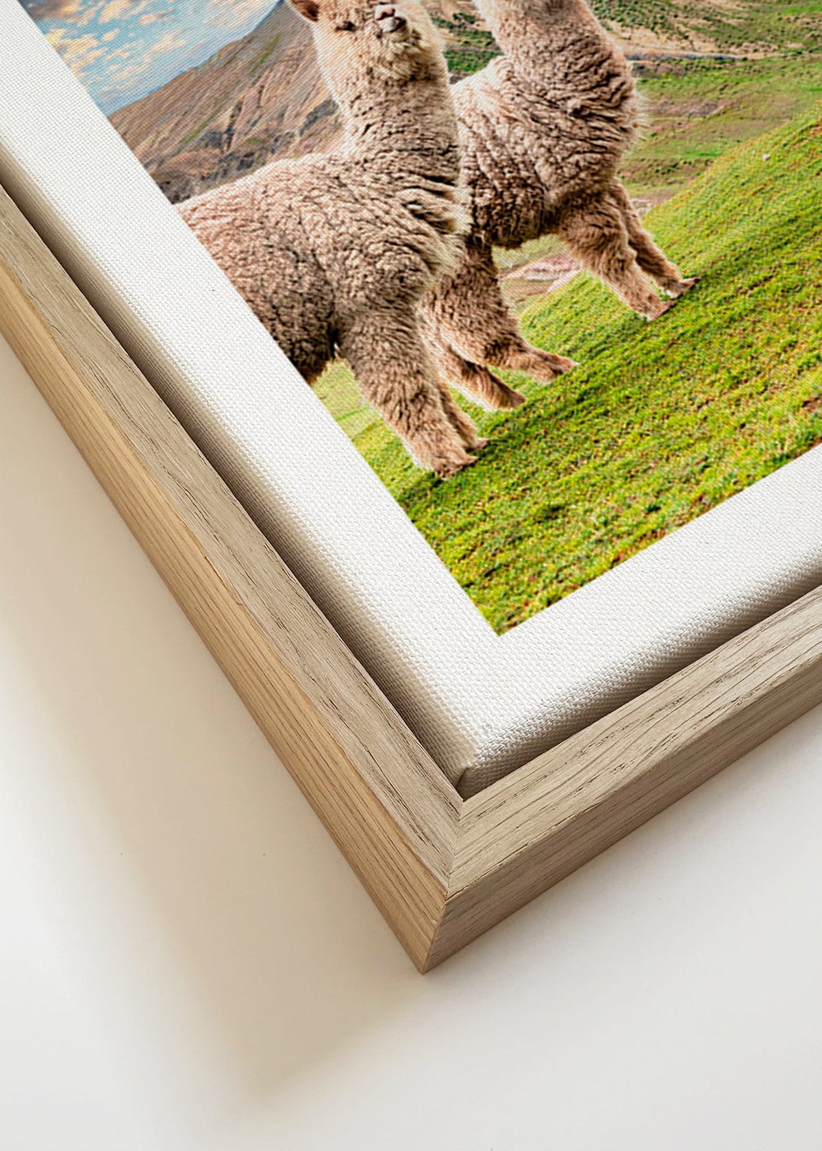 Artwork alpacas bij regenboogberg – Canvas detail