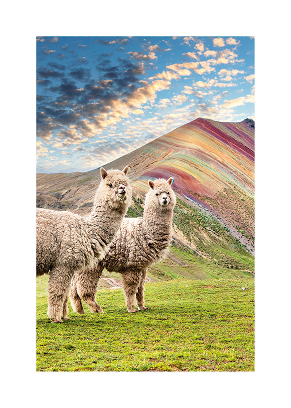Artwork alpacas bij regenboogberg