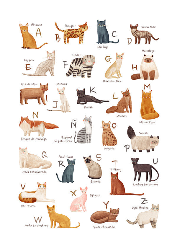 Kinderposter Geïllustreerd kattenalfabet