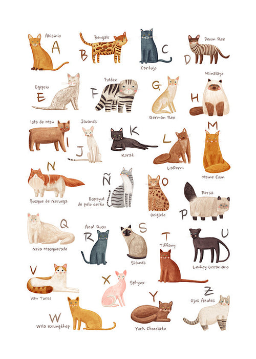 Kinderposter Geïllustreerd kattenalfabet