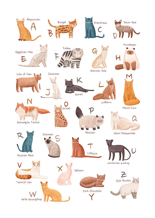 Kinderposter: geïllustreerd kattenalfabet