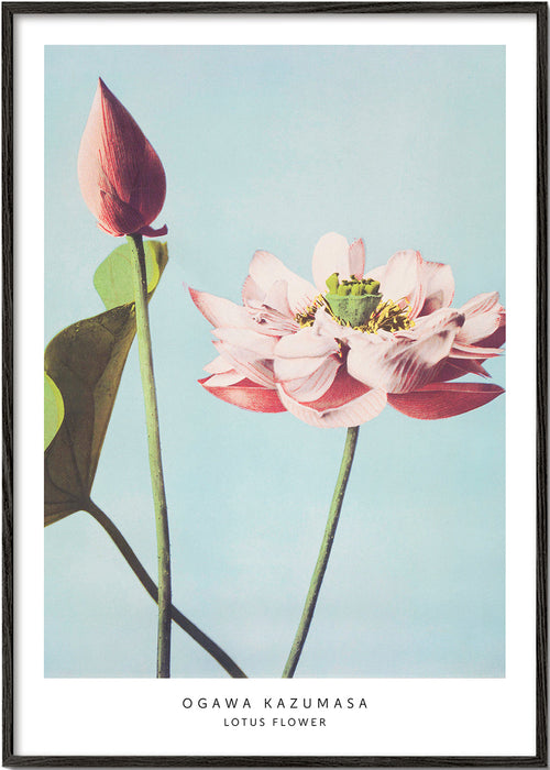 Botanische poster lotus bloem op blauwe achtergrond