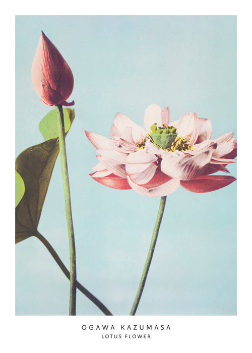 Botanische poster lotus bloem op blauwe achtergrond
