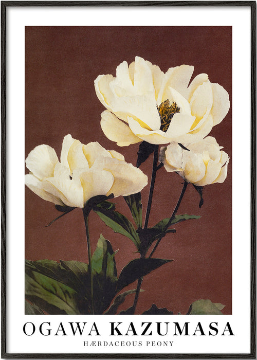 Botanische poster witte pioenroos