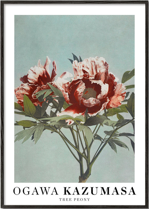 Botanische poster Rode pioen op aquamarijn