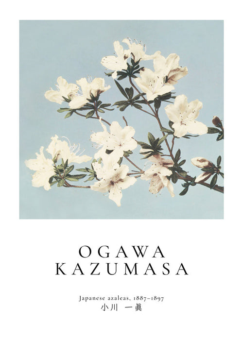Botanische print: Japanse azalea's op blauw