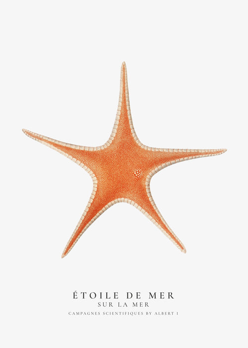 Artwork Zeester — wetenschappelijke illustratie minimalistisch