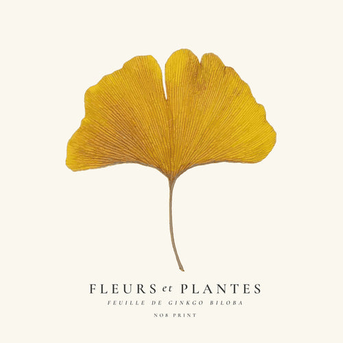 Botanische print ginkgo blad studie