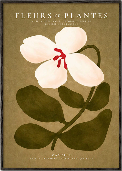 Botanische poster: witte kamelia op olijfgroene achtergrond