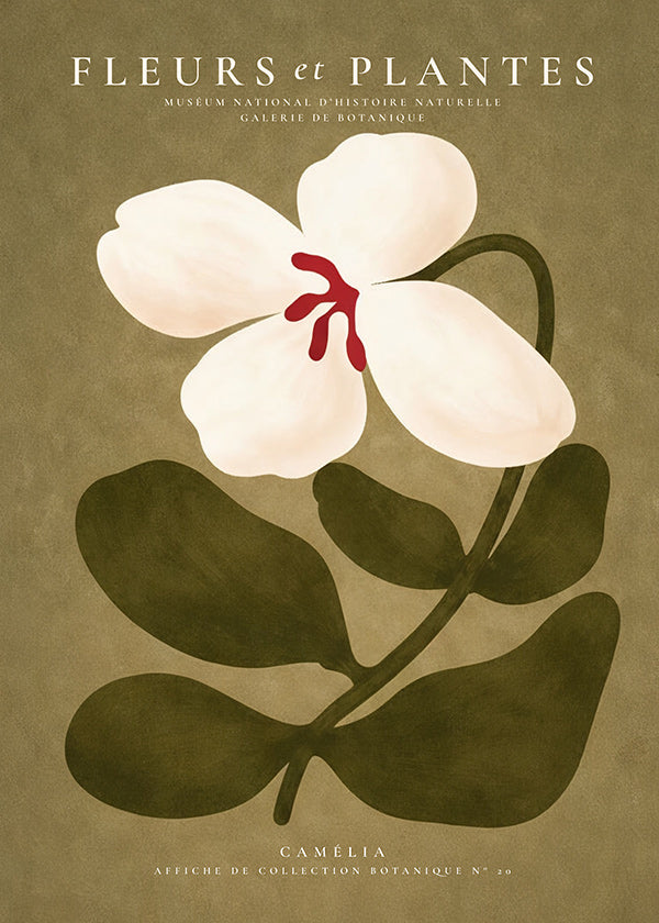 Botanische poster: witte kamelia op olijfgroene achtergrond
