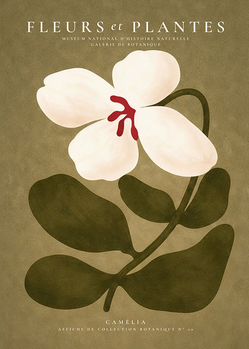 Botanische poster: witte kamelia op olijfgroene achtergrond