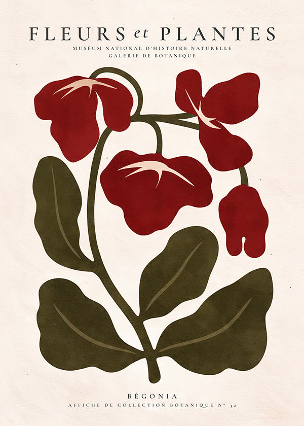 Botanische print: Rode begonia illustratie