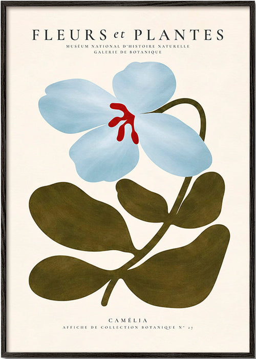 Botanische poster Blauwe camelia