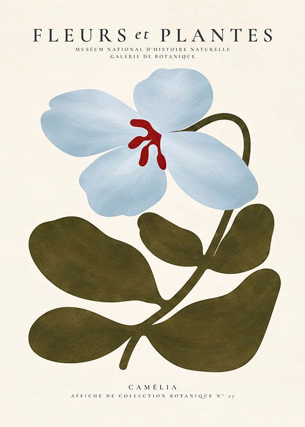 Botanische poster Blauwe camelia