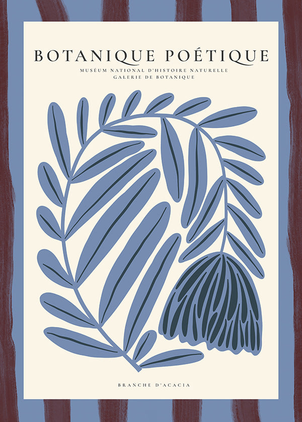 Botanische poster: gestileerde blauwe acacia