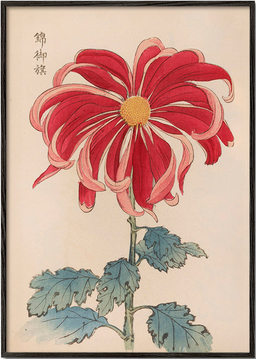 Botanische print Japanse chrysant rood