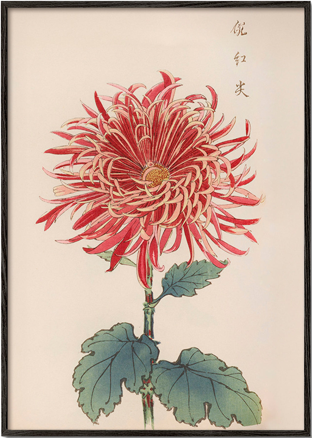 Botanische poster rode chrysantemum met detail